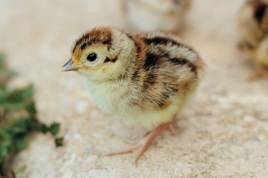Picture of Ringneck