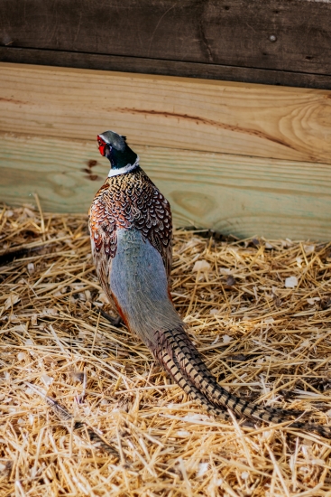 Picture of Kansas Ringneck