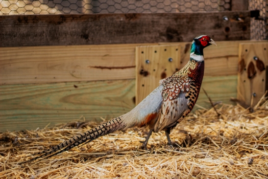 Picture of Kansas Ringneck Pheasant