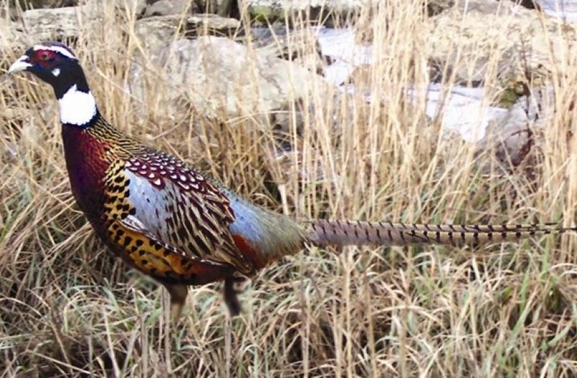 Picture of Manchurian / Ringneck Cross