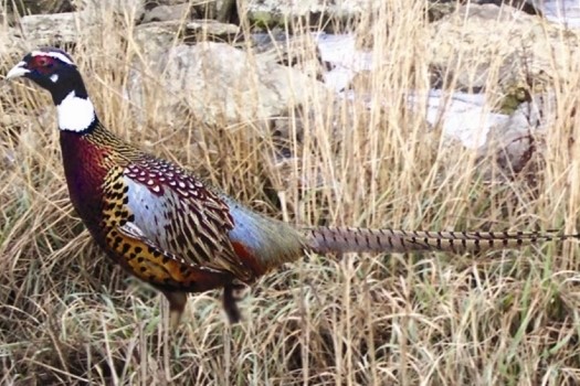Picture of Manchurian / Ringneck Cross