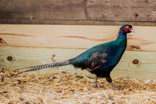 Picture of Melanistic Mutant