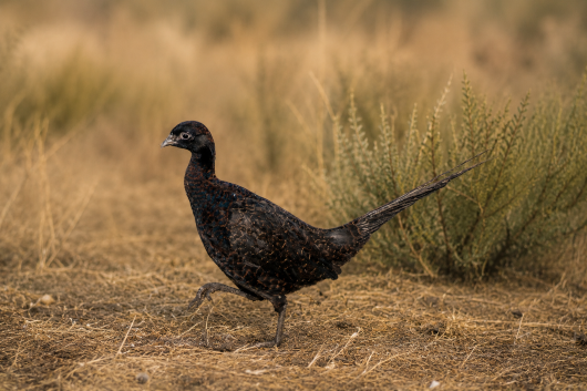 Picture of Melanistic Mutant